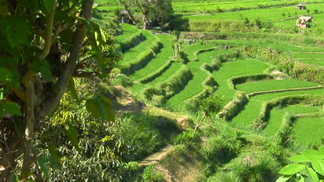 Una-Granja-De-Arroz-En-Terrazas-Cultiva-Campos-Verdes