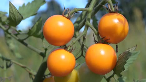 cierre estático de tomate cherry orgánico fresco en el jardín natural de la granja