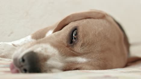 a close up of a cute small beagle dog resting in it's bed