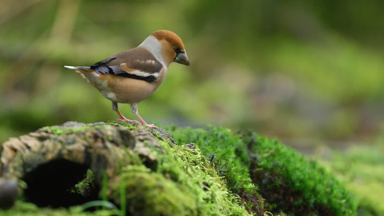 un metraje estacionario en cámara lenta de un pájaro picogordo paseando en el suelo mientras mira alrededor