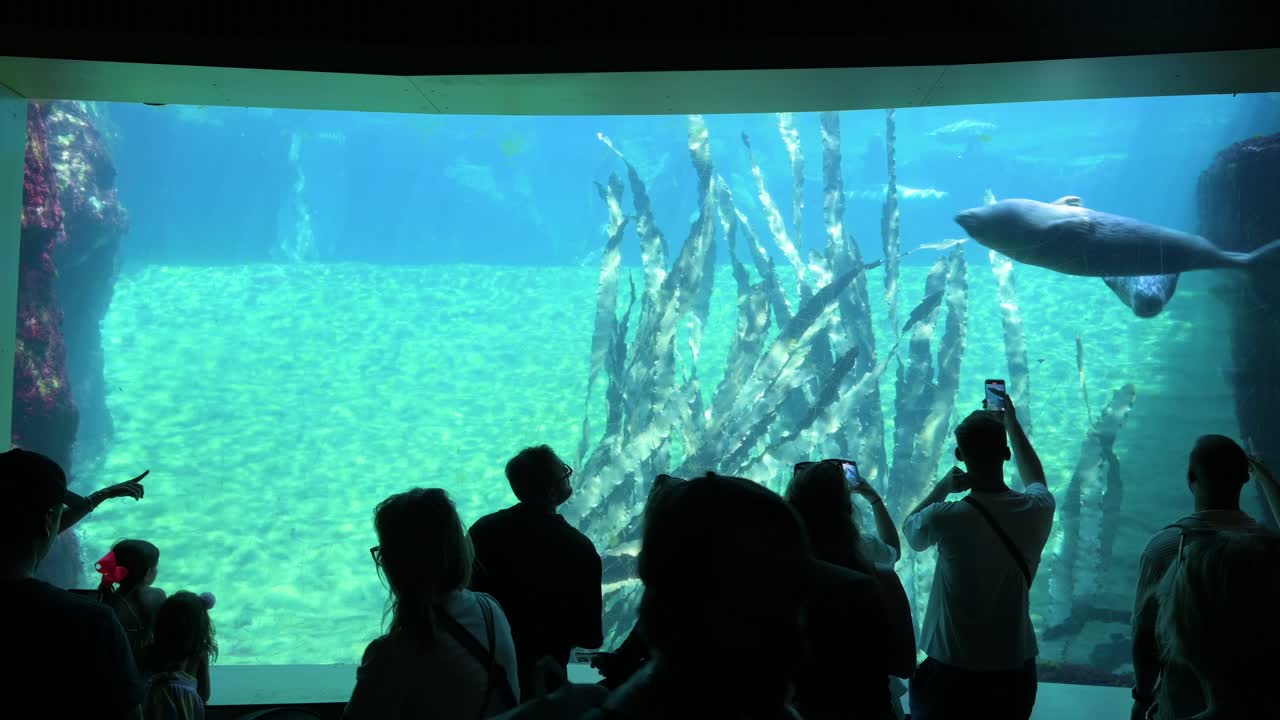 Visitors enjoy the sea lion gallery at the Oceanografic within Valencia's City of Arts and Sciences. As Europe’s largest oceanographic park, it showcases more than 500 marine species.