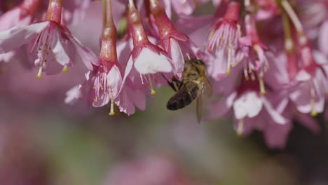 wild honey bee collecting pollen from pink blossom of tree in bright sunny spring day,closeup