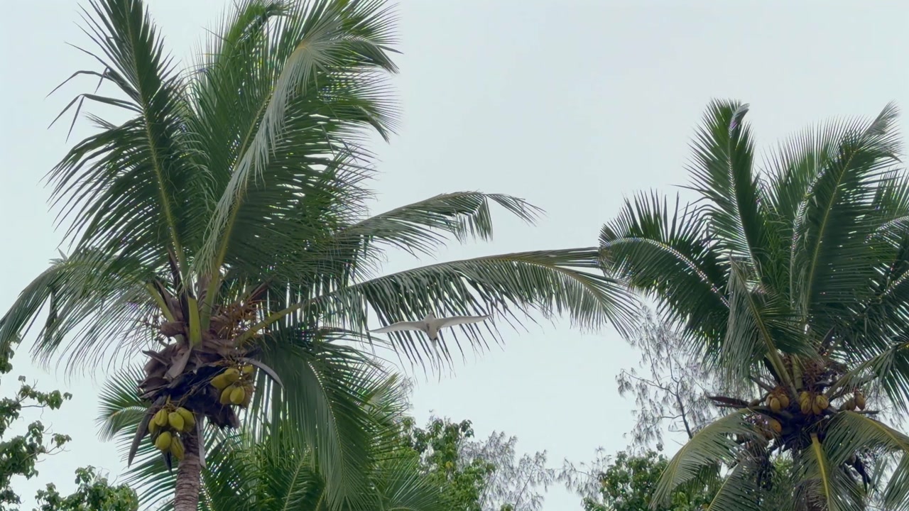 Slow motion footage of white tailed tropic bird flying near coconut trees, cloudy sky, Mahe, Seychelles 30fps