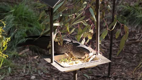la cacatúa negra comiendo en un recinto de hojas