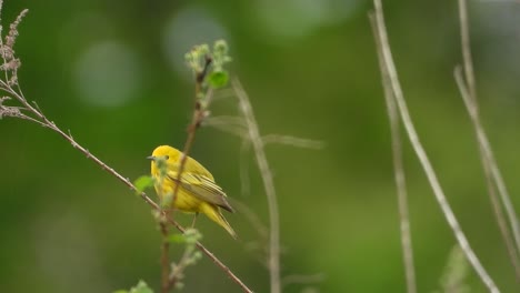 Bright-yellow-bird,-female-American-Yellow-Warbler,-perched,-flies-away-in-the-green-natural-habitat