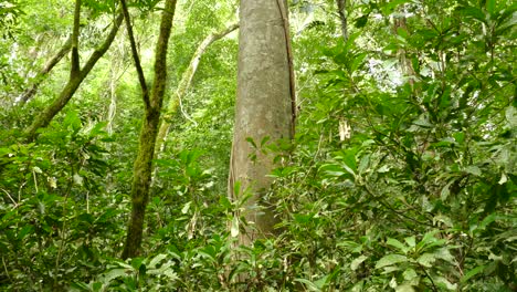 View-Of-Tree-Trunk-Nestled-Amongst-Tropical-Forest