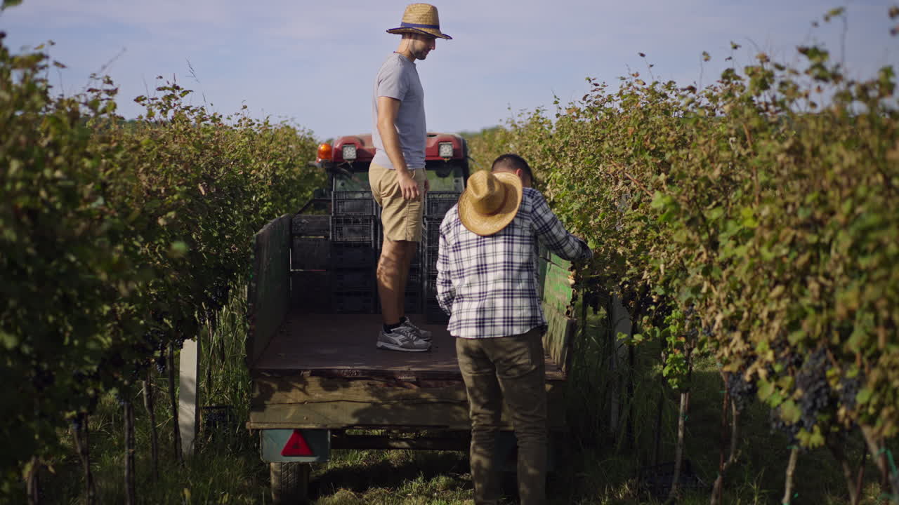 People Harvesting Grapes in Vineyard