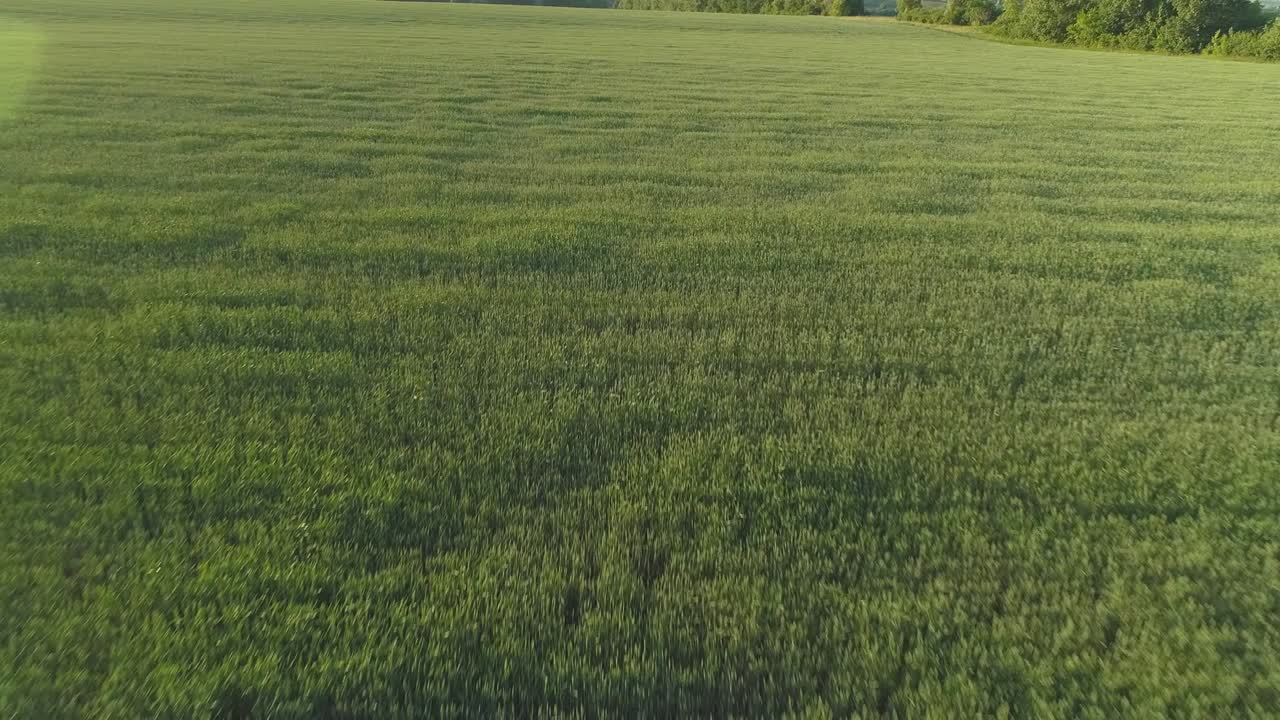 video aéreo de un campo agrícola con trigo