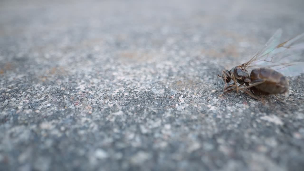 Black ant walks across gray surface with fine pebbles and sunlight shine, macro slow