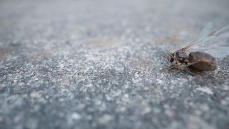 black ant walks across gray surface with fine pebbles and sunlight shine, macro slow