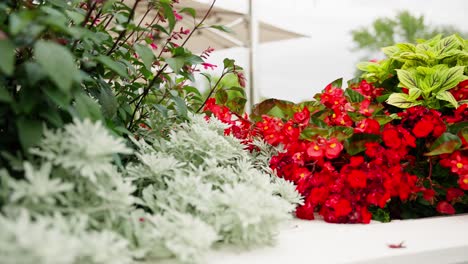 Close-up-of-assorted-flowers-in-a-garden-bed