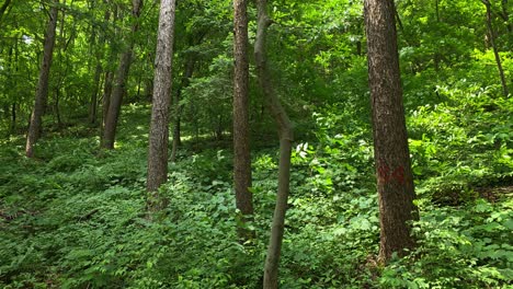 dense broadleaf forest with tall trees and vibrant green undergrowth at maninsan natural recreation forest