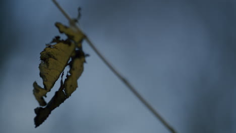 brown dried leaf on twig waiting to fall during autumn