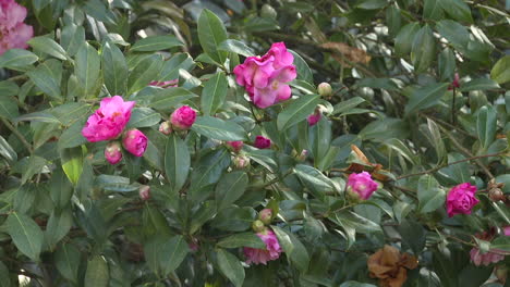 pink camellia flowers in bloom