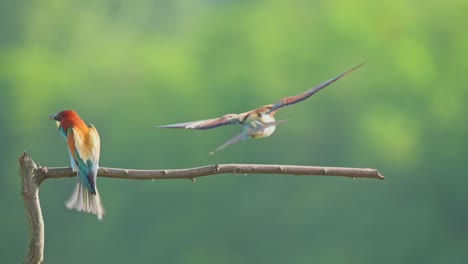 Colorful-birds-flying-onto-the-branch