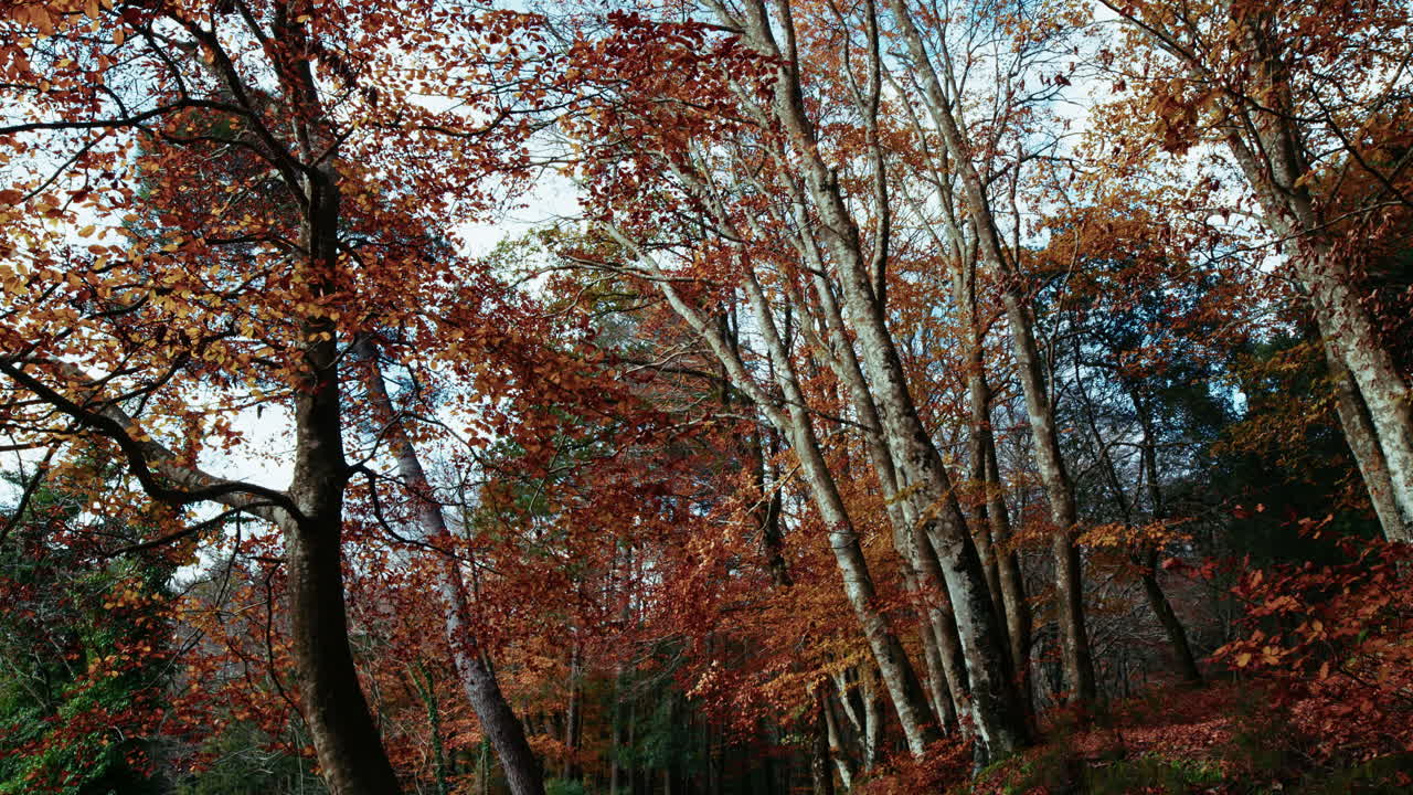 Trees in a poetic autumn season background in the mountains