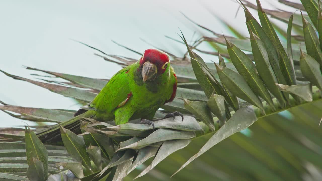 Red-headed parrot perched on palm tree branch in Miraflores, Lima, Peru