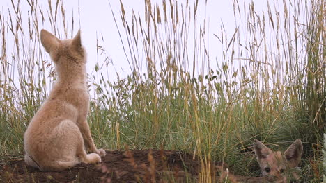 cute coyote pup at den entrance gets sleepy and lays down