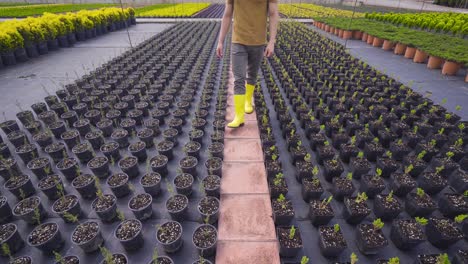 Flowers-in-pots-in-the-greenhouse.