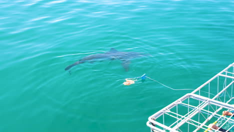 shark almost takes bait next to cage - shark cage diving industry gansbaai