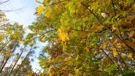 autumnal leaves in shades of yellow and green filling the frame against a blue sky