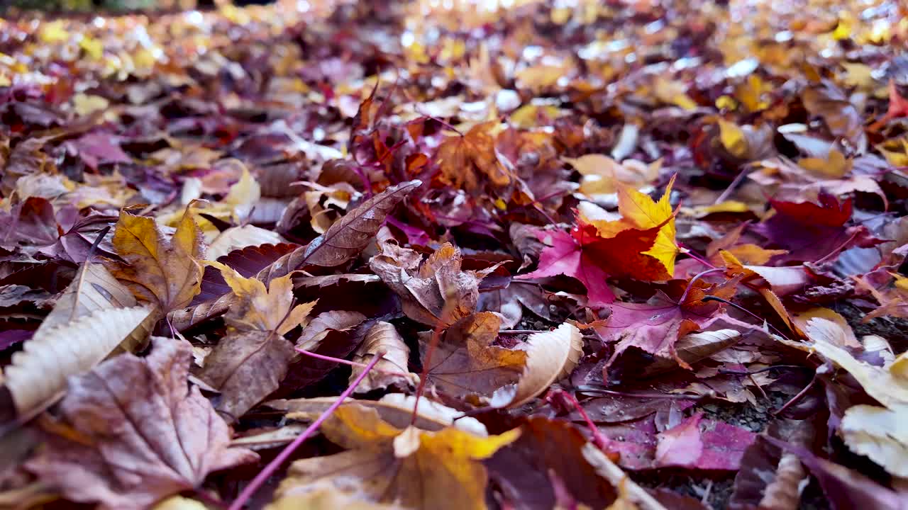 Brightly colored autumn leaves scattered on the ground, creating a picturesque natural scene. Low Angle, Push Forward