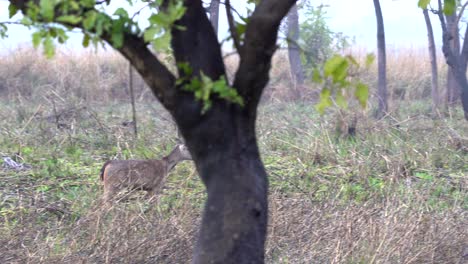 Zwei-Sambar-Hirsche,-Die-Im-Hohen-Gras-Des-Chitwan-Nationalparks-Spazieren-Gehen