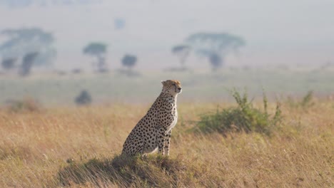 Cinematic-and-epic-shot-of-wild-cheetah