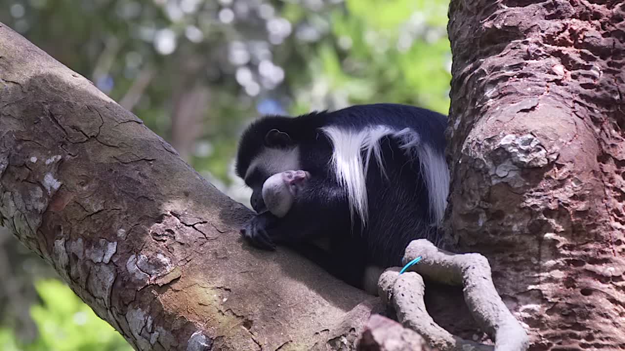 familia de monos colobos blancos y negros durmiendo en un árbol, tiro fijo