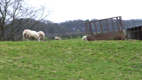 baby lambs and sheep disappearing over hill