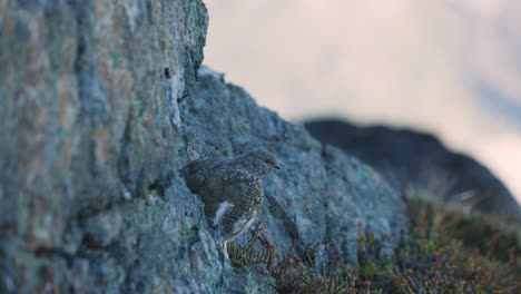 Weißschwanz-Schneehuhn-Auf-Felsen-In-Den-Alpen