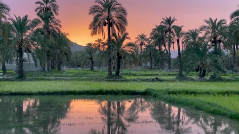 pink sky and date palm trees reflect on rice paddy plantation pondcalm day relax on green grass meadow in sunset moments mountain visible in background landscape in baluchistan iran tropical climate