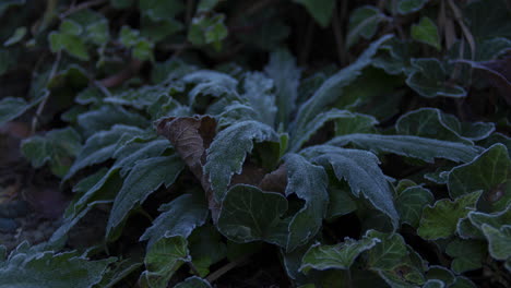 lapso de tiempo de congelación de plantas de malezas mientras se pone el sol