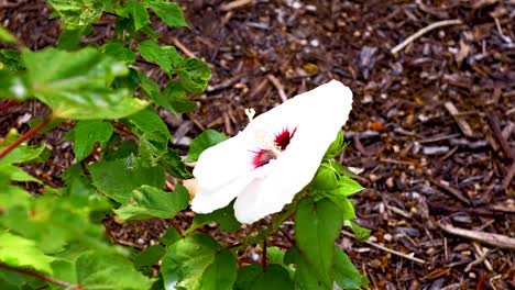 static video of a bee pollenating a white hibiscus flower