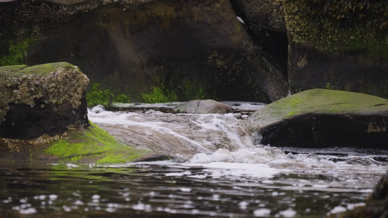Black bear walking along the river and beach looking for salmon to eat before hibernation in British Columbia, Canada