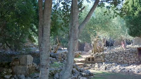 ruinas de antiguos olivos