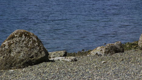 Camano-Island-State-Park,-WA-State-beach-with-rocks-and-boulder