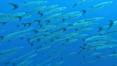 Large-school-of-barracuda-fish-swimming-closely-together-in-unison-in-the-Indo-Pacific-ocean,-underwater-close-up