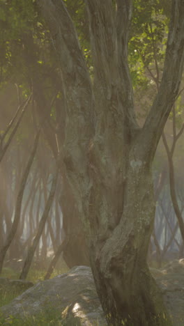 sunbeams in the mist of a forest