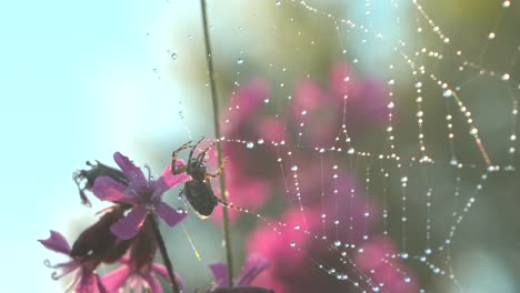 araña en la red cubierta de rocío entre las flores rosas