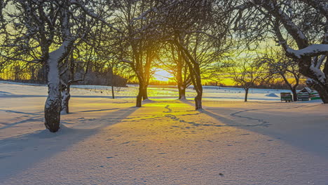 Sonnenuntergang-Auf-Schneebedeckten-Waldbäumen-Im-Zeitraffer