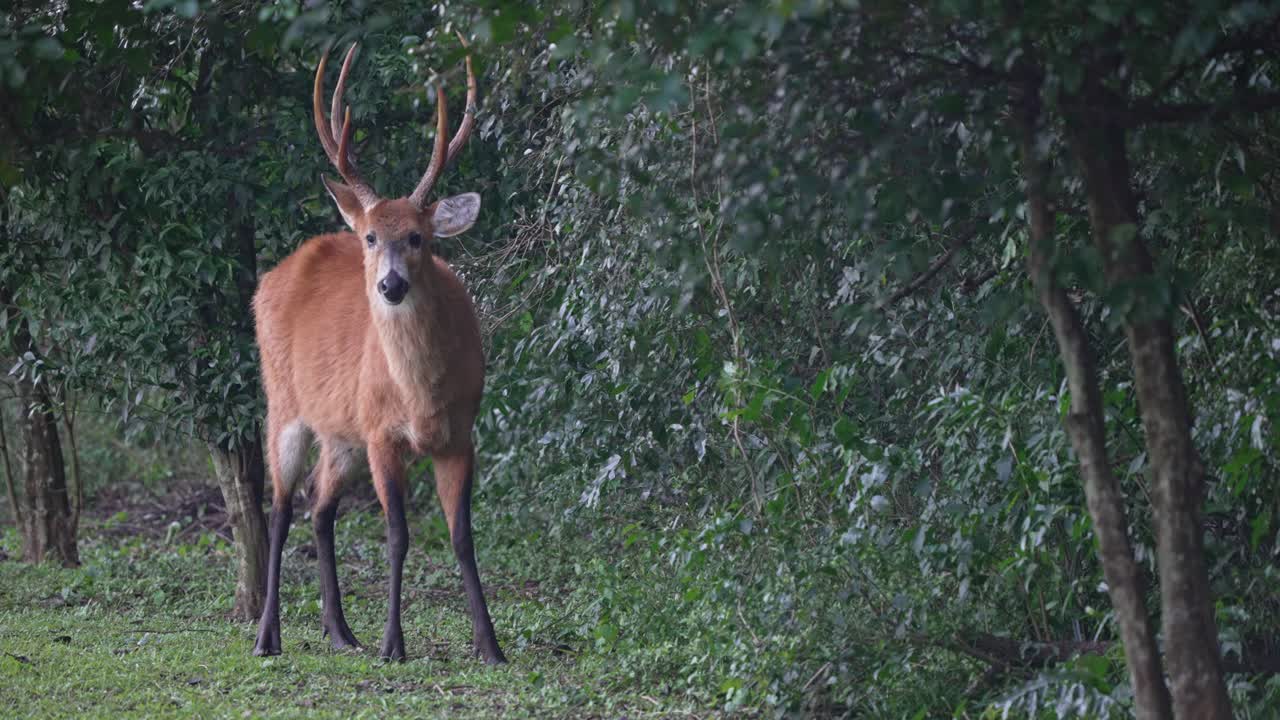 Marsh deer (Blastocerus dichotomus) with prominent antlers stands attentively at the edge of forest, feeding on branches in Ibera National Park, Corrientes Province, Argentina. Static side shot