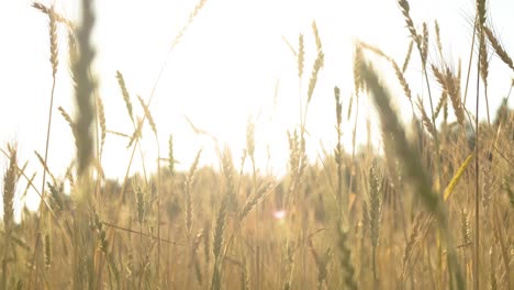 wheat spikes against bright background with sun flare, stems swaying in slow motion