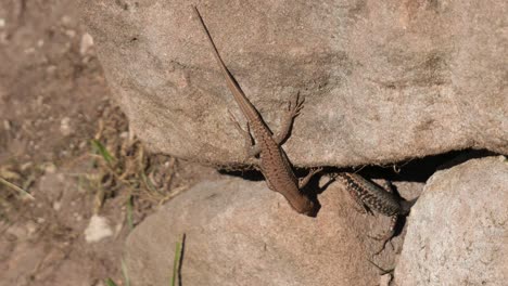 two common lizards sitting on rocks of a brown sandstone wall enjoying the afternoon sun, close up