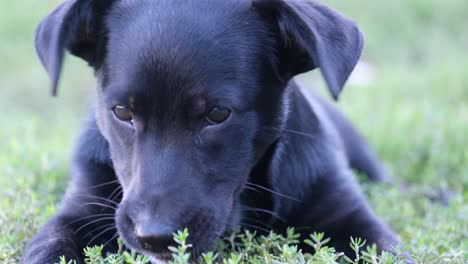 black puppy in the grass