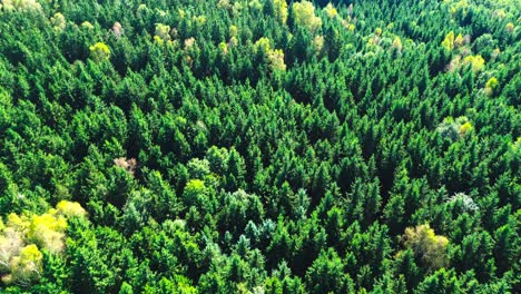 aerial-view-top-down-of-lush-green-forest-in-summer,-4k