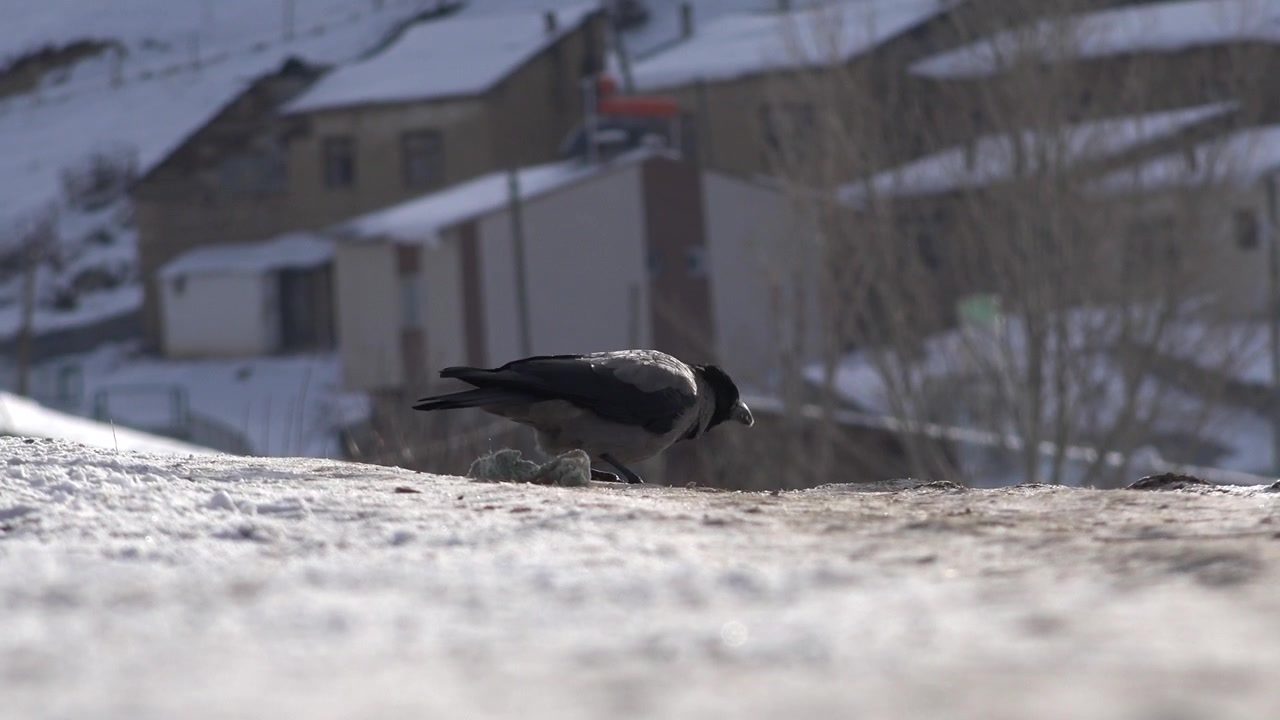 Cornacchia grigia in cerca di cibo in un paesaggio innevato