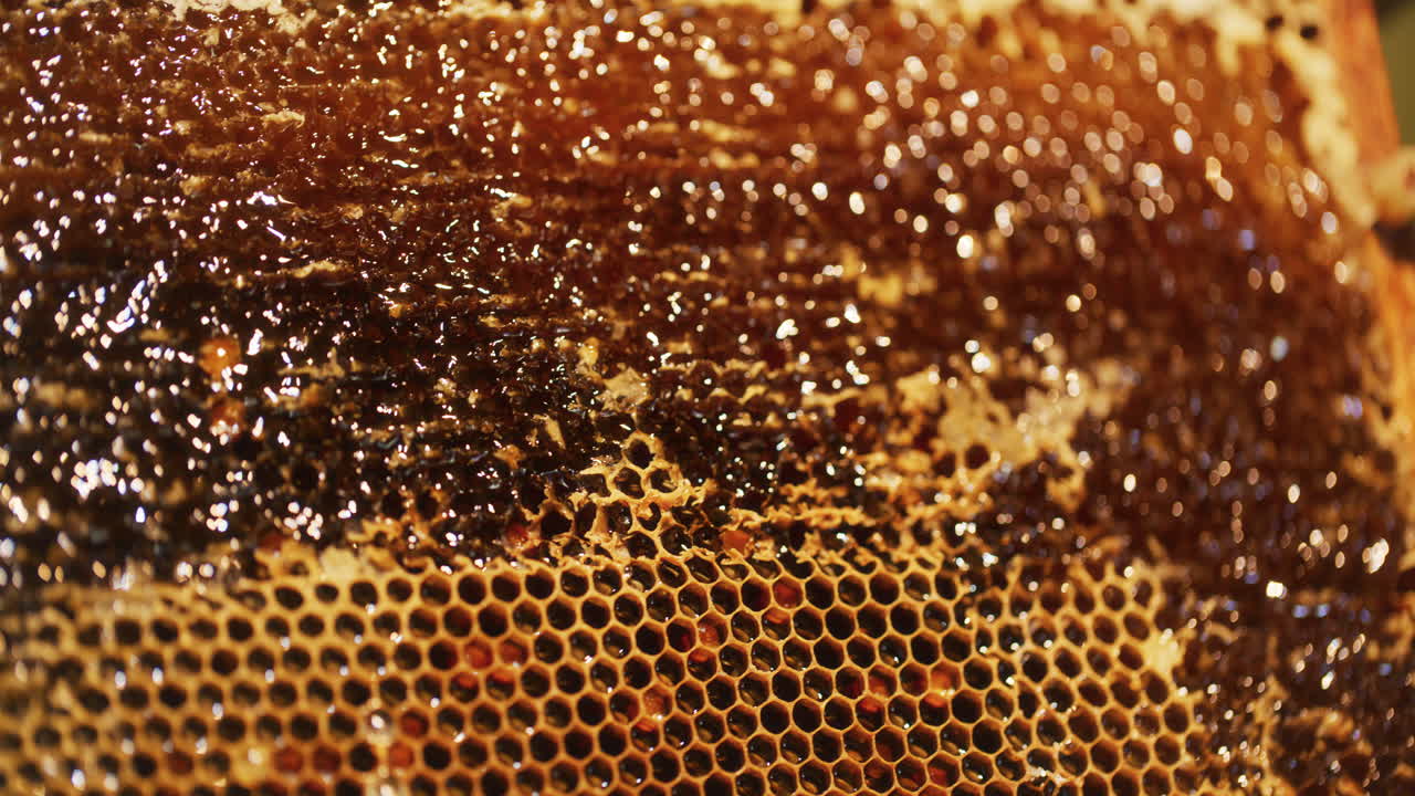 L'apicoltore rimuove la cera e produce miele