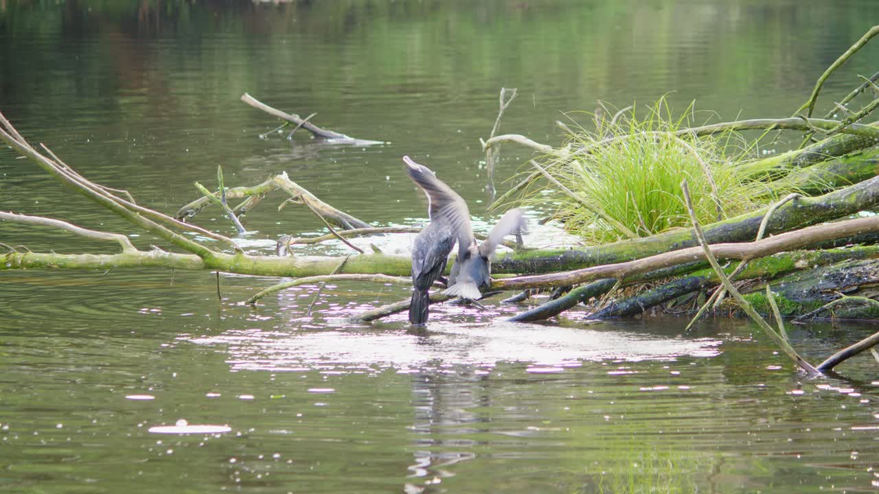 An adult Pied Shag feeding it's young on a branch before swimming away in calm water