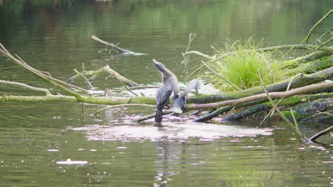 an adult pied shag feeding it's young on a branch before swimming away in calm water